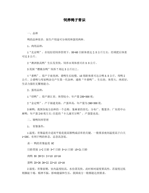 饲养鸭子常识