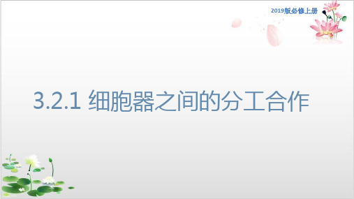 【新教材精品】细胞器之间的分工合作课件-人教版高中生物必修分子与细胞-ppt精品课件1