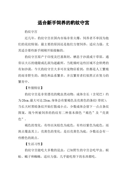 适合新手饲养的豹纹守宫