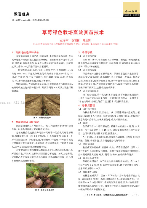 草莓绿色栽培高效育苗技术