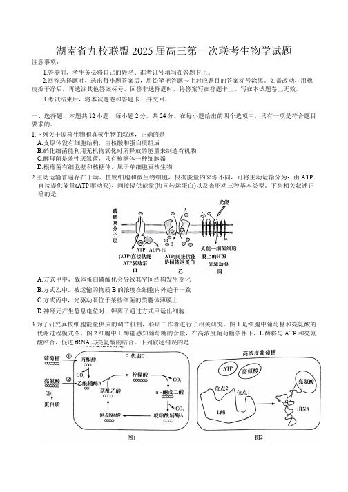 湖南省九校联盟2025届高三第一次联考生物学试题(含答案)