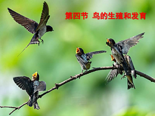 初中生物八年级下册《1.4第四节 鸟的生殖和发育》优质课件(两套)