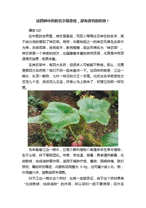 这四种中药的名字很奇怪，却有奇特的药效！