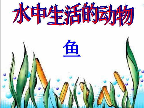 鱼的特征