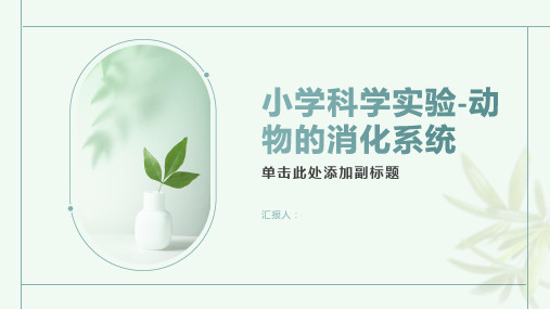 小学科学实验动物的消化系统