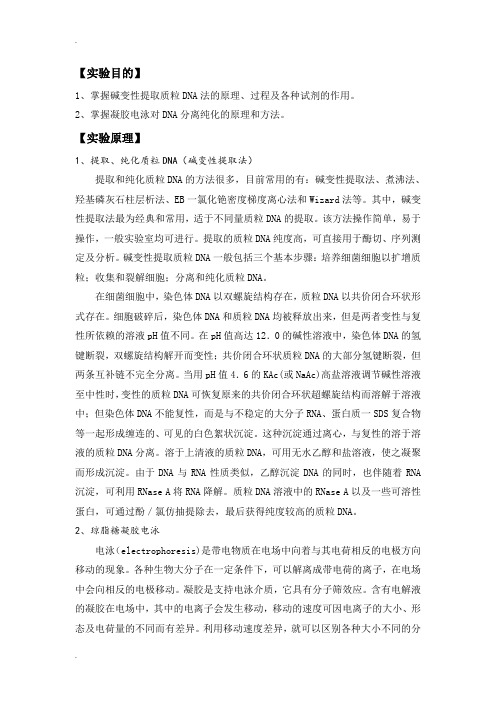 质粒DNA提取纯化及验证