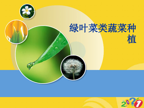 绿叶菜类蔬菜种植PPT优资料