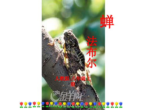秋人教版语文(河南)八年级上册课件：蝉(共18张PPT)