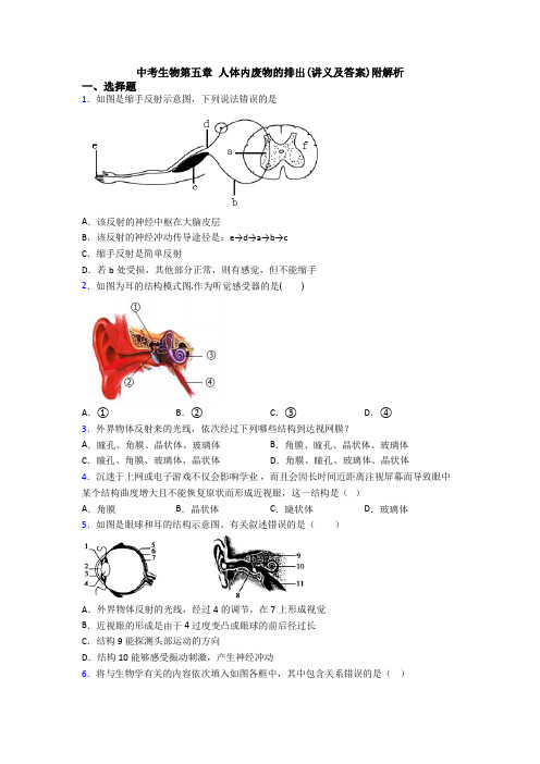中考生物第五章 人体内废物的排出(讲义及答案)附解析