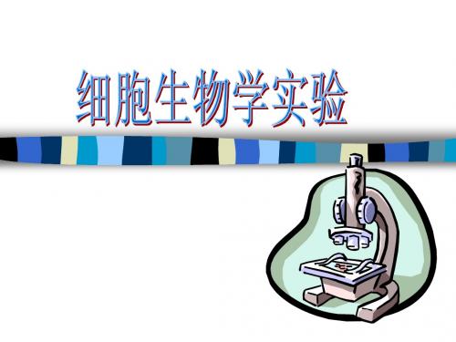 实验3.ppt细胞器分离