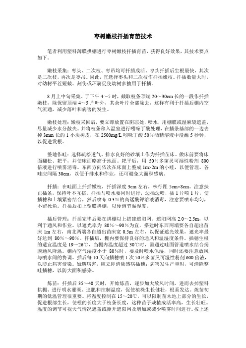 枣树嫩枝扦插育苗技术