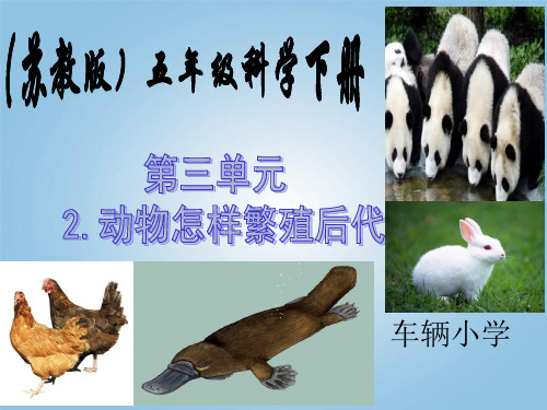 12动物怎样繁殖后代