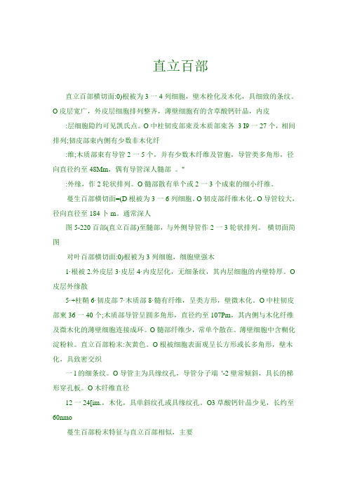 直立百部横切面