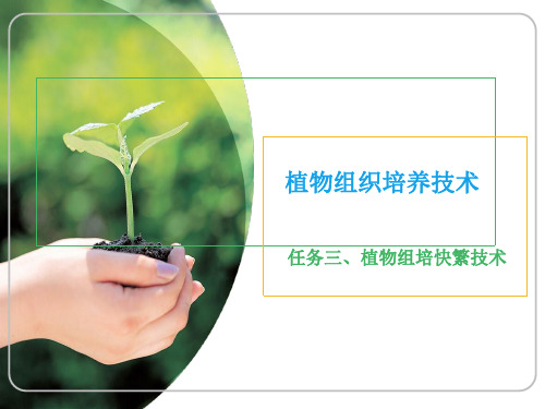 植物组织培养技术3-任务三 组培快繁技术