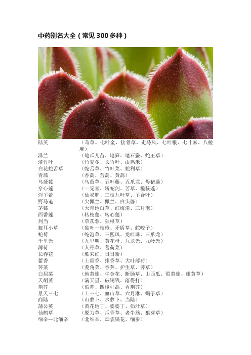 中药别名大全（常见300多种）