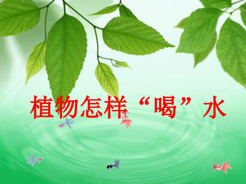 植物怎样喝水ppt课件