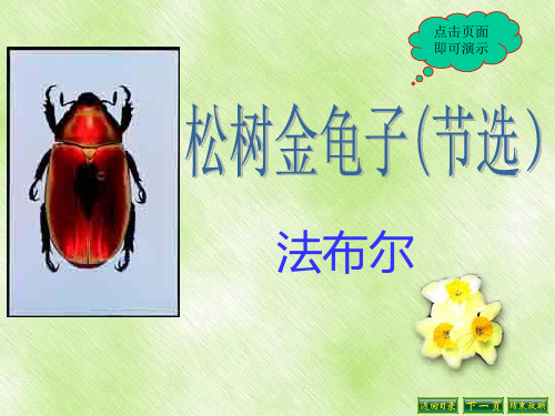 松树金龟子(节选)