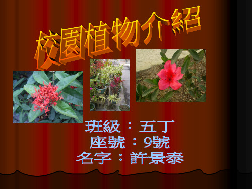 校园植物介绍PPT资料优秀版