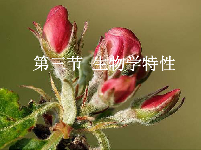 苹果3-生物学特性