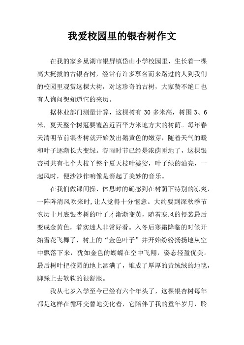 我爱校园里的银杏树作文