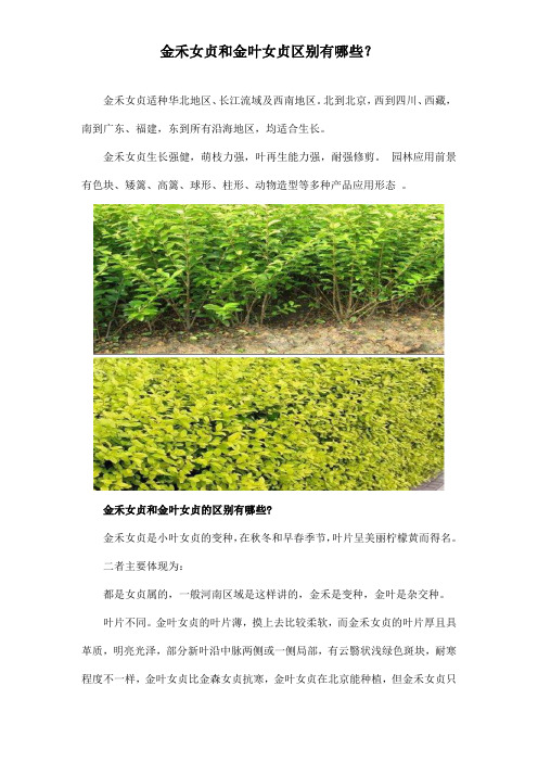金禾女贞和金叶女贞区别有哪些？