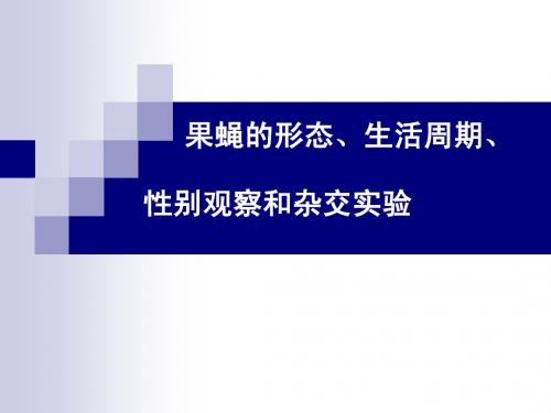 果蝇实验课件