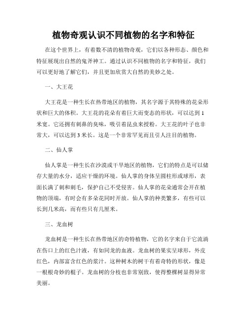 植物奇观认识不同植物的名字和特征