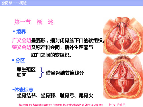 局部解剖学-会阴