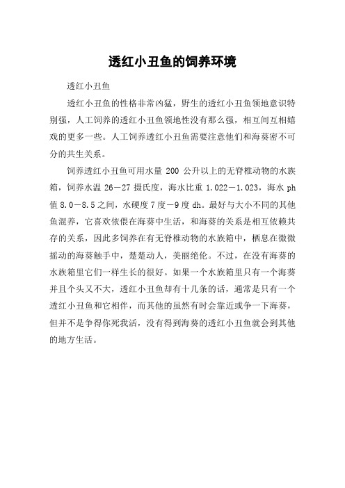 透红小丑鱼的饲养环境