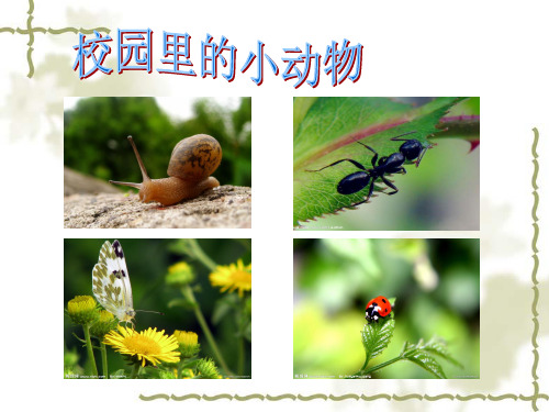 校园里的小动物简介课件PPT