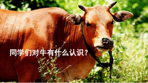 牛和鹅ppt课件部编版1.ppt