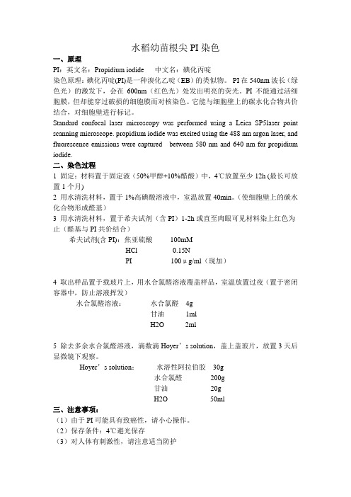 植物根系PI染色方法