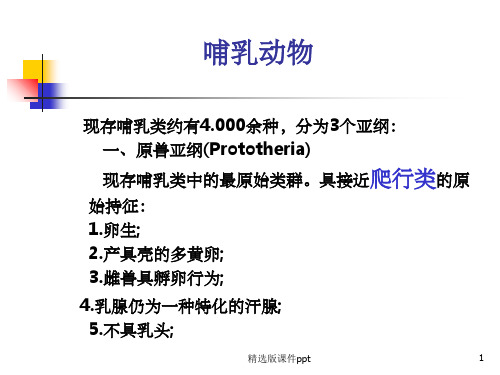 哺乳动物分类