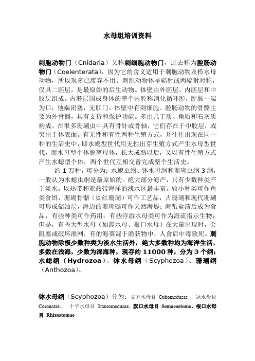 水母资料