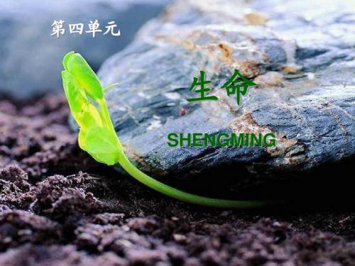 《野草》