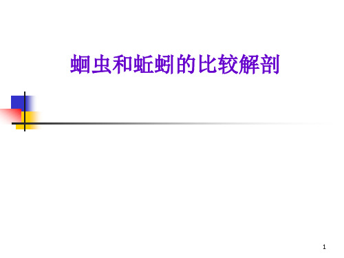 (参考课件)实验5 蛔虫和蚯蚓的比较解剖