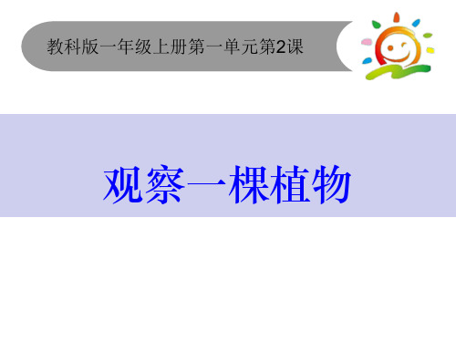 一年级上册科学课件1.2《观察一棵植物》 ｜教科版 (共30张PPT)