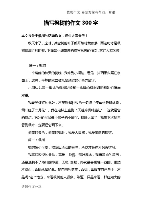 描写枫树的作文300字