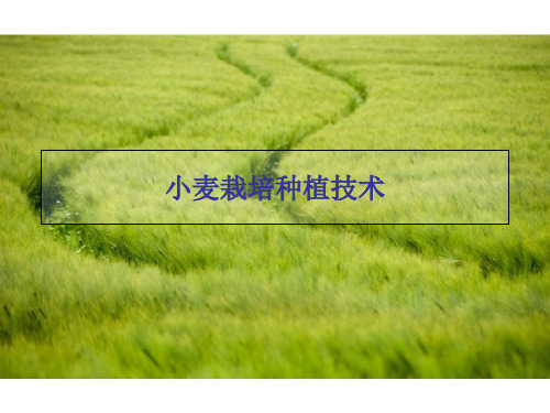 小麦栽培技术PPT课件