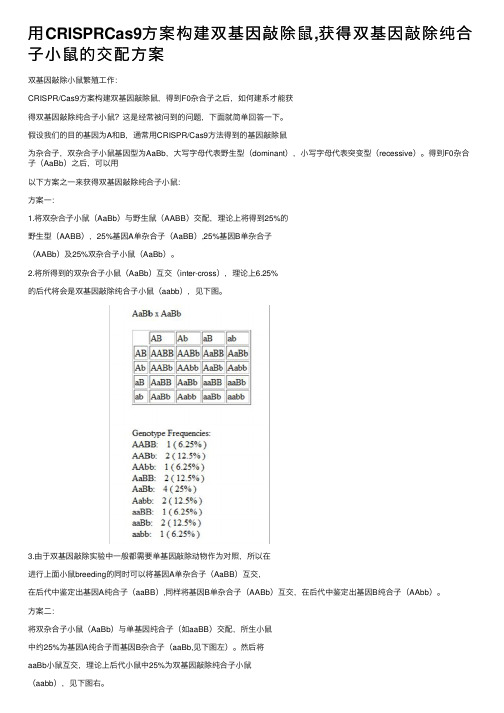 用CRISPRCas9方案构建双基因敲除鼠,获得双基因敲除纯合子小鼠的交配方案