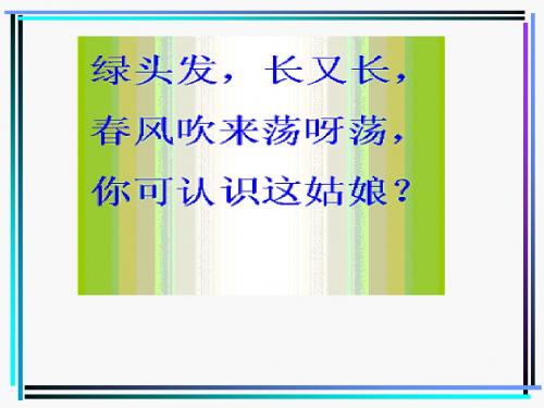 15、小柳树和小枣树2