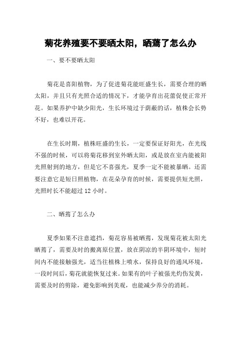 菊花养殖要不要晒太阳,晒蔫了怎么办
