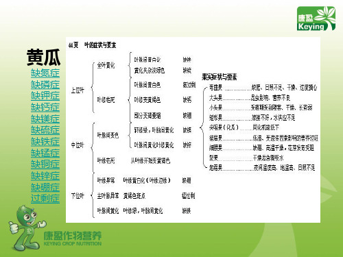 黄瓜缺素症.