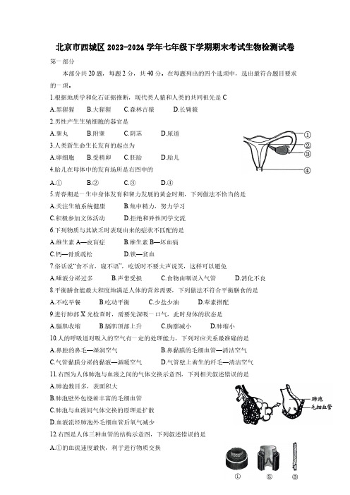 北京市西城区2023-2024学年七年级下学期期末考试生物检测试卷(附答案)