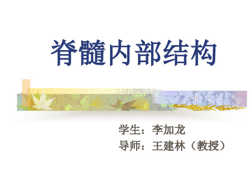 脊髓内部结构