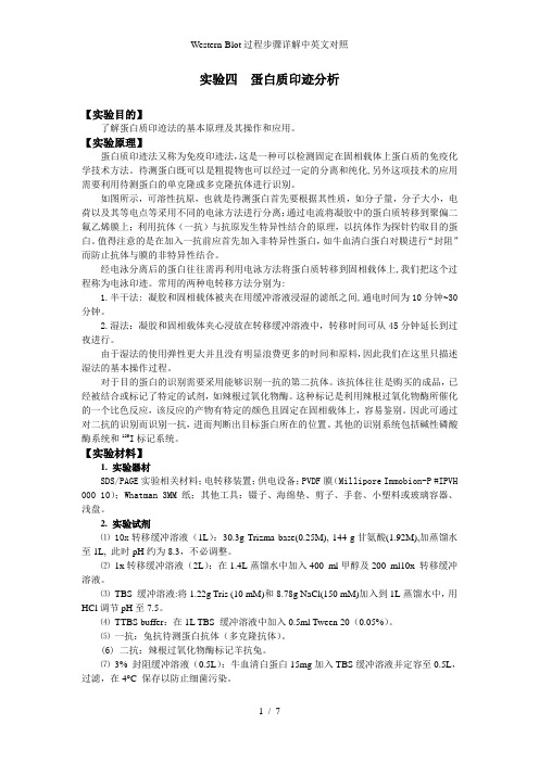 Western-Blot过程步骤详解中英文对照
