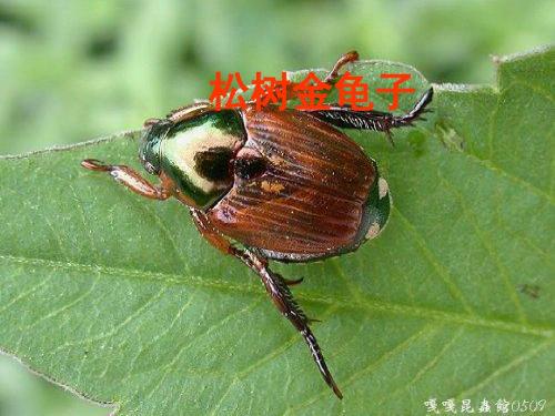 16、松树金龟子总结