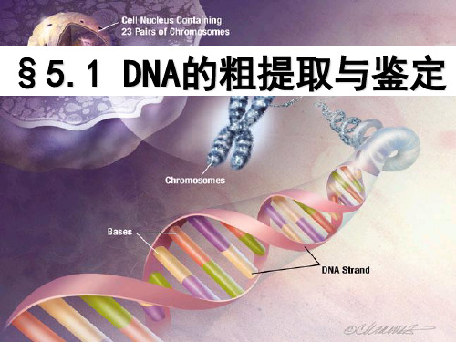 人教版高中生物选修1专题五课题1 DNA的粗提取与鉴定(共18张PPT)