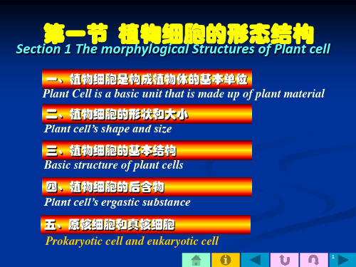 植物细胞的形态结构