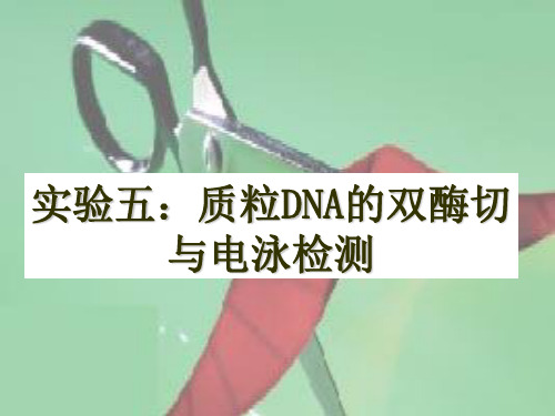 实验5质粒DNA的双酶切